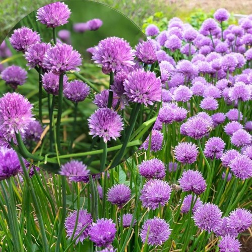 Allium schoenoprasum 'Alando' - Murulauk 'Alando' P13/1L